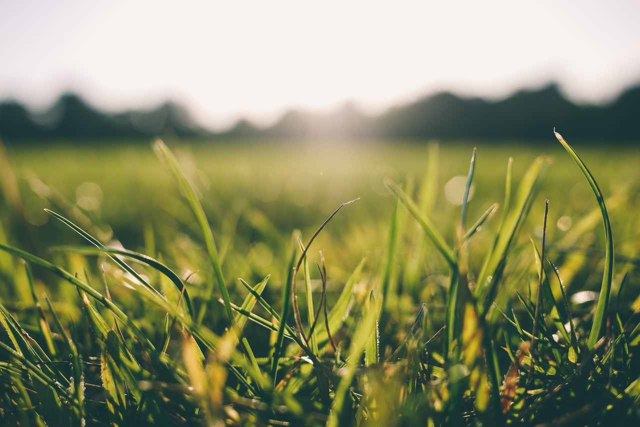 Soccer field grass in morning light